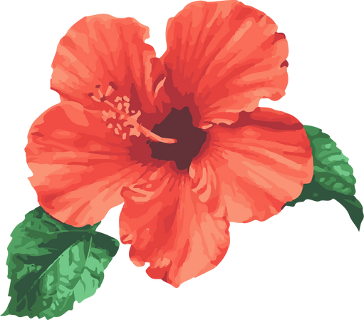 Hibiscus Flower Illustration